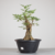 Pré-bonsai de Acer Buergerianum no Estilo Moyogi