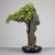 Bonsai de Cavanillesia Arborea no Estilo Ishizuki na internet