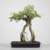 Pré-Bonsai de Acer Buergerianum no Estilo Neagari (Raiz Exposta) - comprar online