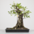 Pré-Bonsai de Ficus Microcarpa no Estilo Moyogi na internet
