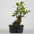Pré-Bonsai de Ficus Craterostoma no Estilo Moyogi na internet