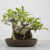 Bonsai de Ficus Microcarpa no Estilo Moyogi na internet