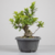 Pré-Bonsai de Ficus Panda no Estilo Moyogi - comprar online