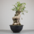 Pré-bonsai de Ficus Organensis no Estilo Ishizuki na internet