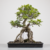 Pré-Bonsai de Ficus Craterestoma no Estilo Neagari (Raiz Exposta) na internet