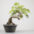 Pré-Bonsai de Ficus Religiosa no Estilo Bunjing na internet