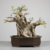 Bonsai de Ficus Microcarpa no Estilo Moyogi na internet