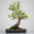 Pré-Bonsai de Ficus Nerifolia no Estilo Moyogi na internet