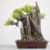 Bonsai de Ficus Microcarpa Estilo Ishizuki na internet