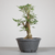 Pré-bonsai de Acer Buergerianum no Estilo Moyogi na internet