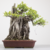 Bonsai de Ficus Microcarpa Estilo Ishizuki