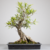 Pré-Bonsai de Ficus Nerifolia no Estilo Moyogi