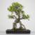 Pré-Bonsai de Ficus Craterestoma no Estilo Neagari (Raiz Exposta)
