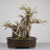 Bonsai de Ficus Microcarpa no Estilo Moyogi