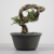 Pré-Bonsai de Ulmos no Estilo Bunjing