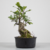 Pré-Bonsai de Ficus Craterostoma no Estilo Moyogi