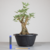 Pré-bonsai de Acer Buergerianum no Estilo Moyogi - comprar online