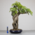 Bonsai de Cavanillesia Arborea no Estilo Ishizuki - comprar online