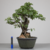 Pré-Bonsai de Umê no Estilo Tronco Duplo - comprar online