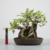 Bonsai de Ficus Microcarpa no Estilo Moyogi - comprar online