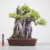 Bonsai de Ficus Microcarpa Estilo Ishizuki - comprar online