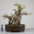 Bonsai de Ficus Microcarpa no Estilo Moyogi - comprar online