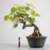 Pré-Bonsai de Ficus Religiosa no Estilo Bunjing - comprar online