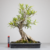 Pré-Bonsai de Ficus Nerifolia no Estilo Moyogi - comprar online