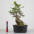 Pré-Bonsai de Ficus Craterostoma no Estilo Moyogi - comprar online