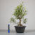 Pré-Bonsai de Ficus Nerifolia no Estilo Moyogi - comprar online