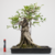 Pré-Bonsai de Ficus Microcarpa no Estilo Moyogi - comprar online