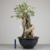 Pré-bonsai de Ficus Organensis no Estilo Ishizuki - comprar online