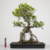 Pré-Bonsai de Ficus Craterestoma no Estilo Neagari (Raiz Exposta) - comprar online