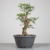 Pré-bonsai de Acer Buergerianum no Estilo Moyogi