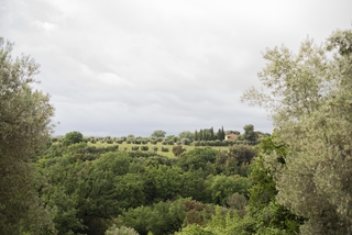 Francesca Darget. Bolgheri, 73 x 110 cm