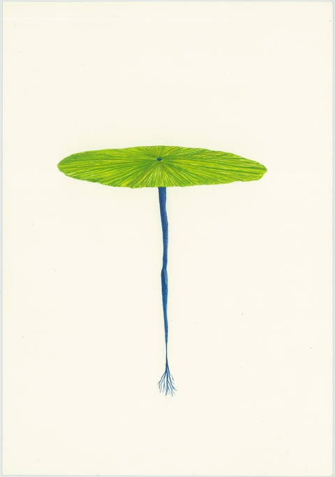 Cintia Fernandez Padin. Otras Naturalezas (coralverde), 25 x 17,5 cm