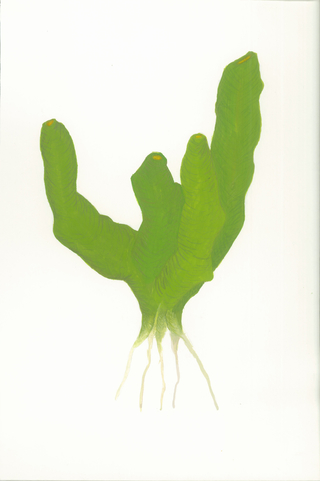 Cintia Fernandez Padin. Otras naturalezas (verde), 21 x 14 cm