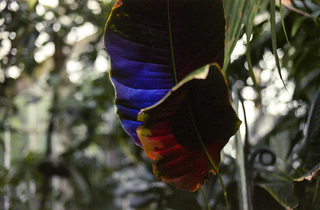 Maia Croizet. Descubrimiento Botánico I, 85 x 115 cm