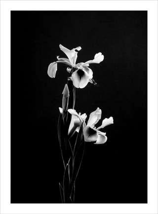 Agnes Lanfranco. Iris, 80 x 60 cm