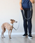 Long Leash Gray on internet