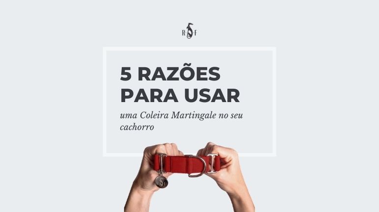 5 razões para usar uma Coleira Martingale no seu cachorro