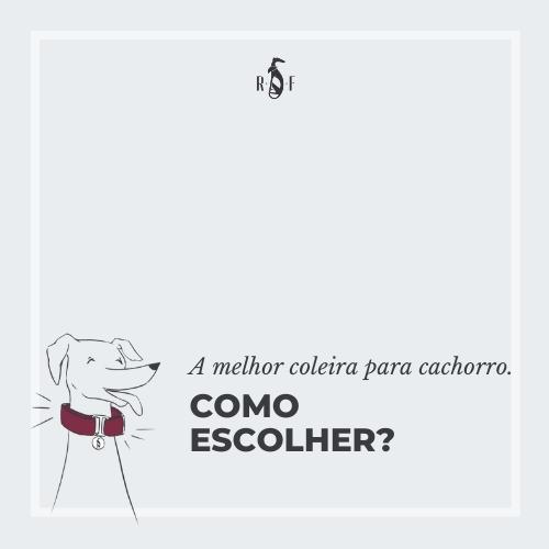 A melhor coleira para cachorro. Como escolher?