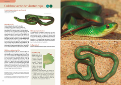 Libro: REPTILES DE BUENOS AIRES - buy online