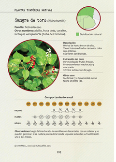 Imagen de PLANTAS TINTÓREAS NATIVAS