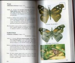 Mariposas Bonaerenses en internet