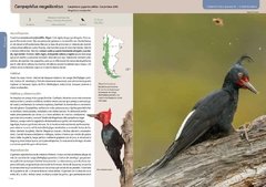 Libro: Aves Terrestres de la Patagonia - La Biblioteca del Naturalista