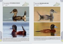 Aves de la provincia de Río Negro - comprar online