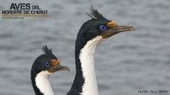 Aves del Noreste de Chubut on internet