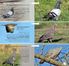 AVES DE LA PROVINCIA DE BUENOS AIRES - online store