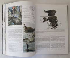 BIRDS OF THE PAMPA (Edic. en Inglés) - La Biblioteca del Naturalista